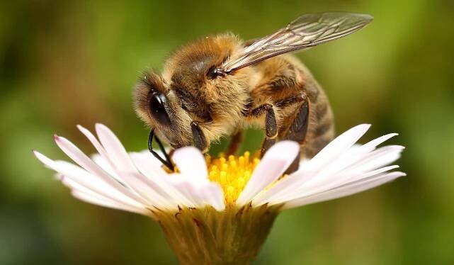 bee-on-flower 24×1300