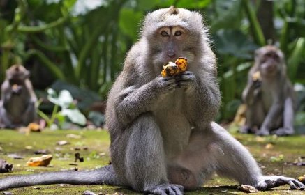 Hladové opice z Bali útočí bez pomoci turistů