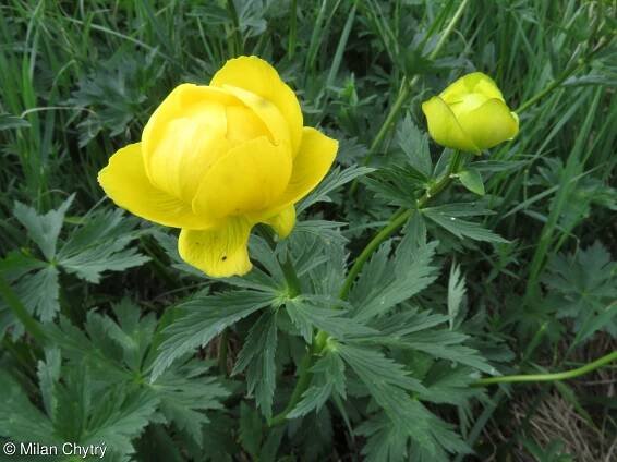 fotografie Trollius altissimus (upolín nejvyšší)
