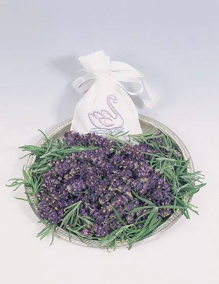 Lavender Hidcote Blue by Garden Trends - Year of the Lavender - National Garden Bureau