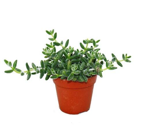 Kyselá okurka rostlina - Delosperma echinatum - 12cm hrnec