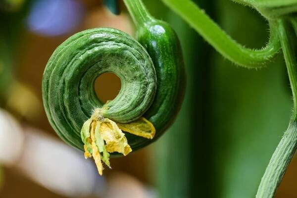 Okurka Zelenina Jídlo - Fotografie zdarma na Pixabay