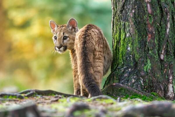 Puma