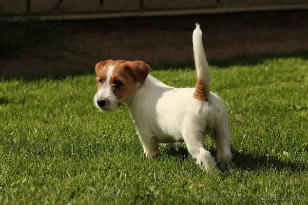 Jack Russell teriér s PP