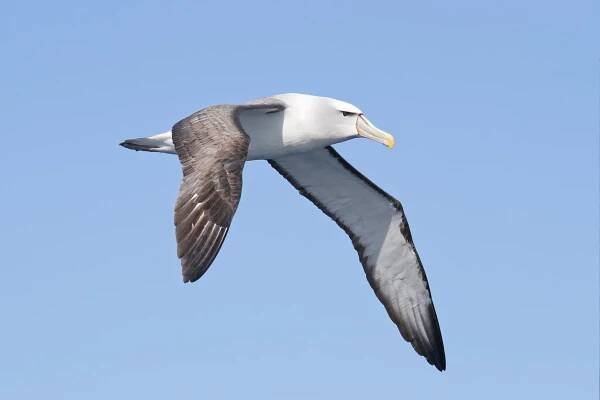 File:Thalassarche cauta in flight - SE Tasmania.jpg - Wikipedia