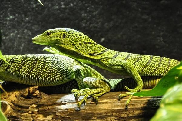 Free photos: Animals - 3853 images, Animals photos, Animals pictures - Jooinn
