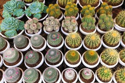 Kaktusy a sukulenty - Zahradnictví Líbeznice