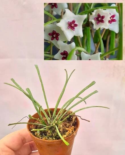 Hoya retusa, Hoja (voskovnice), vzácnost, sběratelská