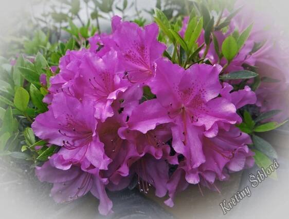 Azalea japonica 'Blau Donau'