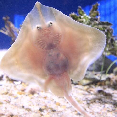 Skates & Rays of the Jersey Shore — Save Coastal Wildlife