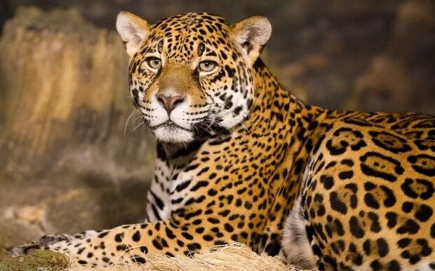 Cheetah Wallpaper