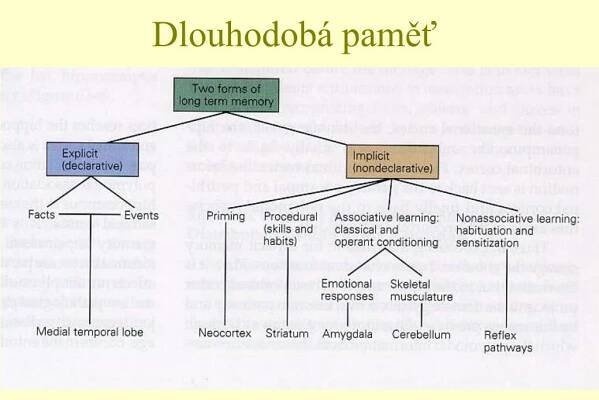 PPT - Korové funkce = psychofyziologie ??? PowerPoint Presentation, free download - ID:905733