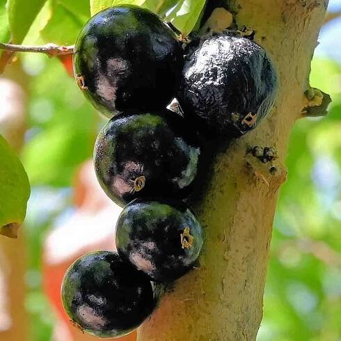 Botanical garden 062 - Jaboticaba_PerfectlyClear