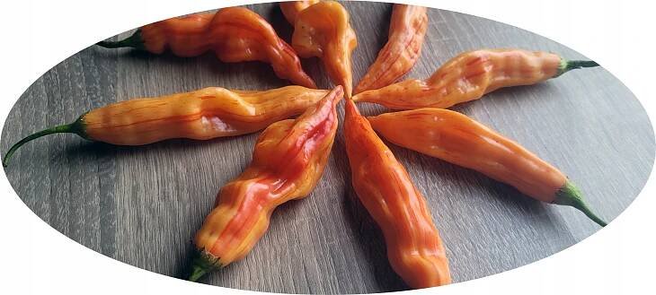 Sugar Rush Stripey semena chilli papriček bonbón za 66.00CZK - Allegro