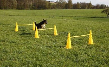 Set agility překážek pro psy, žlutý