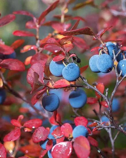 Legacy Blueberry Bush (Vaccinium corymbosum ‘Legacy’) fruit and fall foliage