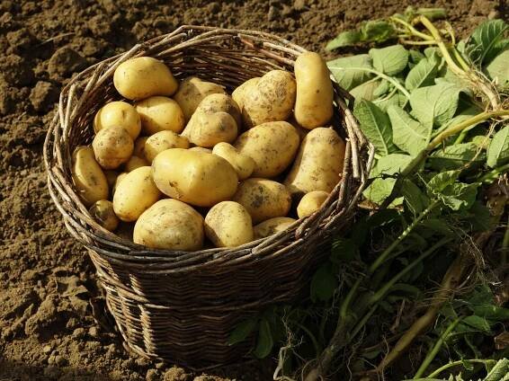 How to harvest potatoes – to make the most of your crop