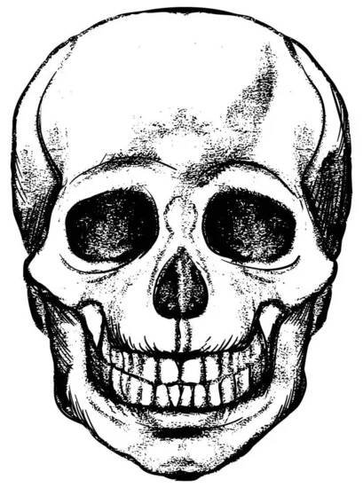 Lidská lebka, kostry hlavy anatomie inkoust ručně kreslené rytí leptání linka umění stock vektor vintage ilustrace — Stock obrázek