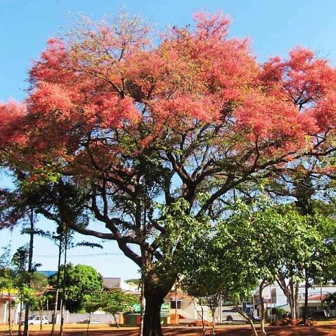 Cassia-Grandis-Coral-Shower-Tree