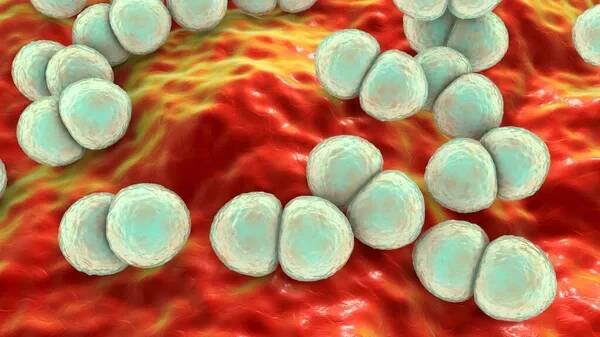 Bakterie Streptococcus pneumoniae, 3D ilustrace. Grampozitivní diplokoky, původce pneumonie — Stock obrázek