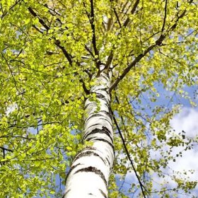 Naučte se rozpoznávat listnaté stromy | bauhaus.cz
