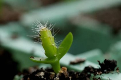 Jak zasadit kaktusy