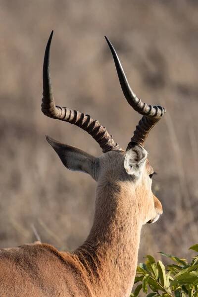 Kruger National Park (Part One) — H.D. Hunt Photography