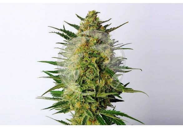 Seedbanka Kannabia Seeds