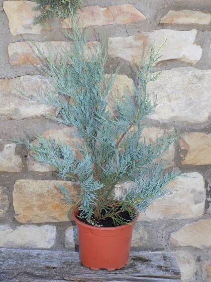 Juniperus scopulorum 'Wichita Blue'