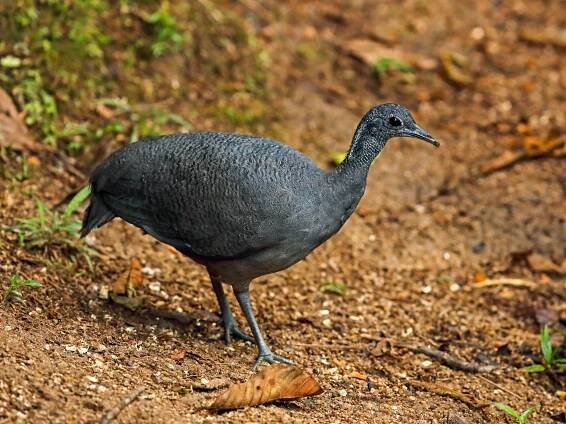 Gray TInamou in Copaliga, Ecuador