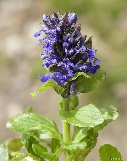 Zběhovec plazivý (Ajuga reptans)