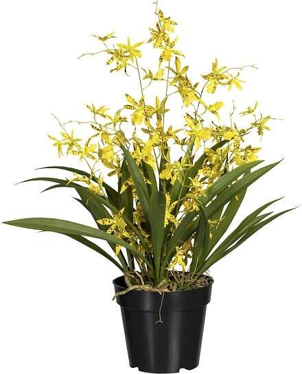 Orchidej Oncidium Dancing Queen: v plastovém květináči, výška 600 mm