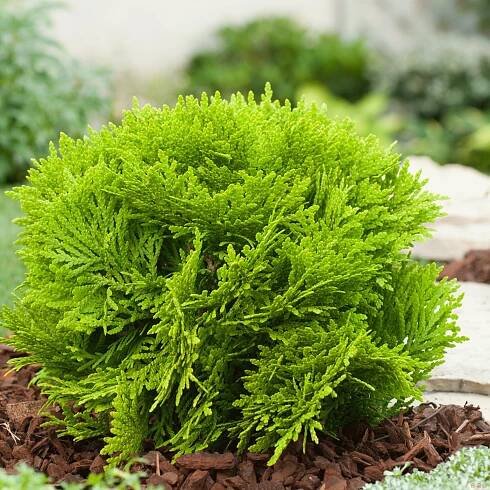 Sférická thuja: různé odrůdy, výsadba a kultivační rysy | Architektura, konstrukce a návrh interiéru.