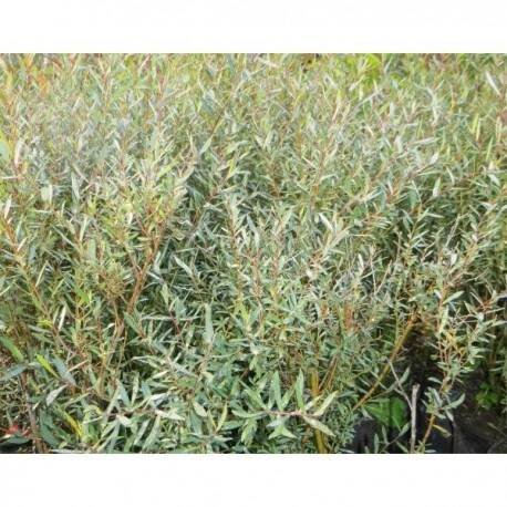 vrba-kroucena-salix-erythroflexuosa