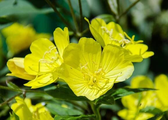 SERIÁL ROSTLINNÉ OLEJE V AROMATERAPII