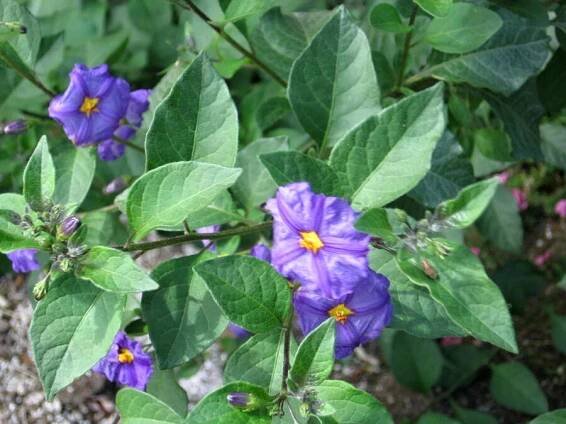 lilek modrý - Solanum rantonnetii Blue