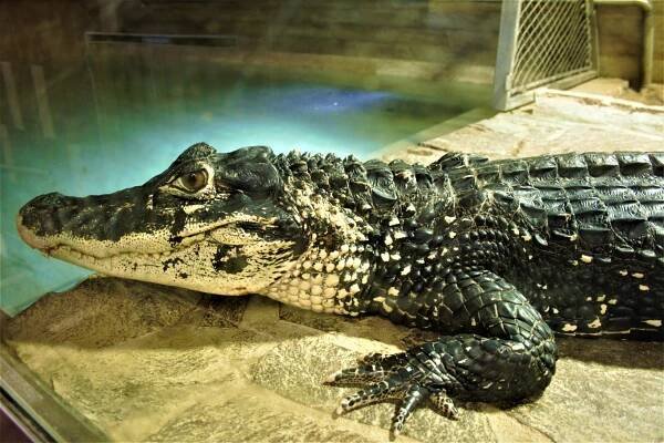 Oslava narozenin nejstaršího krokodýla – Krokodýlí ZOO Protivín