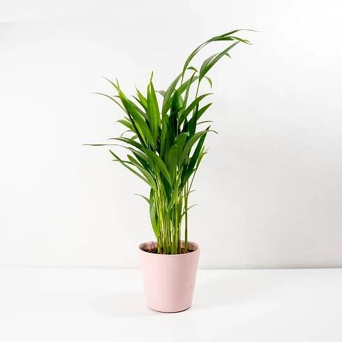 Areca dypsis lutescens Ø10,5cm