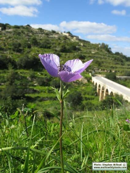 Anemone coronaria / Crown Anemone / Kaħwiela