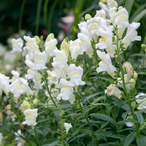 Hledík větší Leo F1 White - Antirrhinum majus - semena - 20 ks