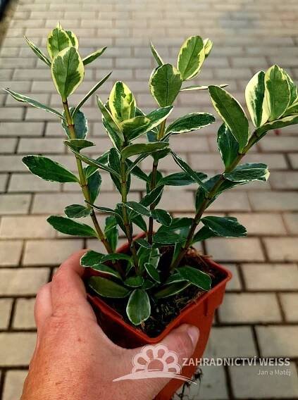 HEBE ANDERSONII KATRINE