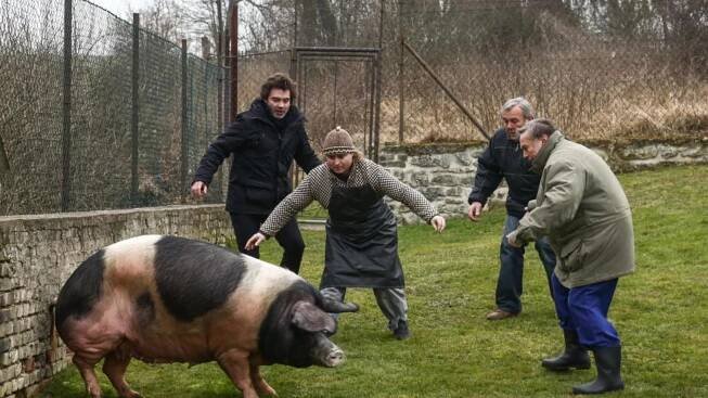 Pavla Řezníčka prožene ve čtvrtek prase Dorotka!