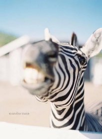 smiling zebra - Caroline Tran | Los Angeles Wedding, Baby, & Branding ...