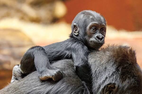 Jak pojmenovat zvíře v zoo? Pacička, Mobi, Einstein nebo Kura?