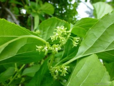 Zimokeř Rosthornův - mladý list a květ (Celastrus rosthornianus)
