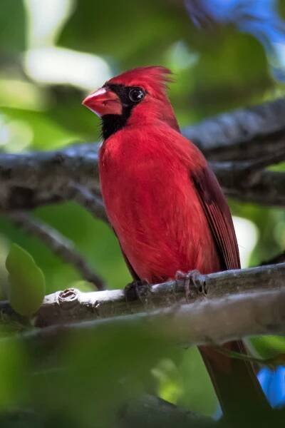 Northern Cardinal