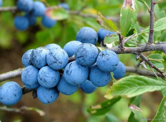 Trnka obecná - Prunus spinosa, plody, plodenství