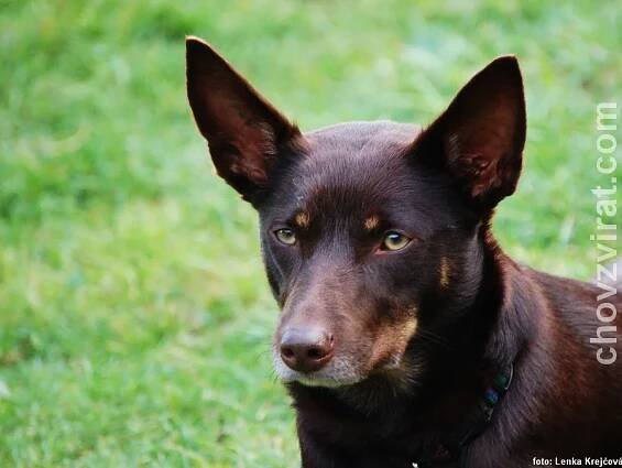 Australská kelpie | Psi | Fotogalerie | ChovZvířat.cz