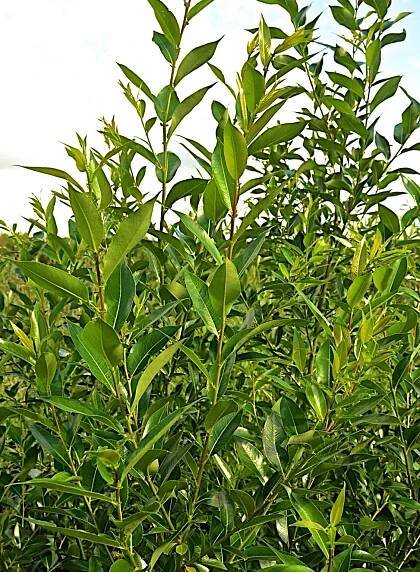Vrba pětimužná - Salix pentandra
