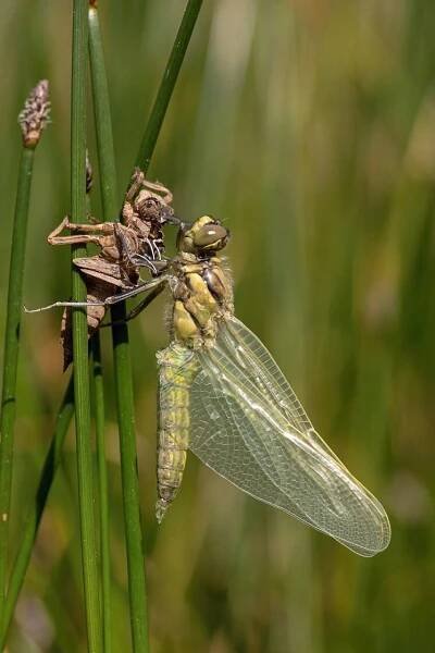 Vážka černořitná - Orthetrum cancellatum